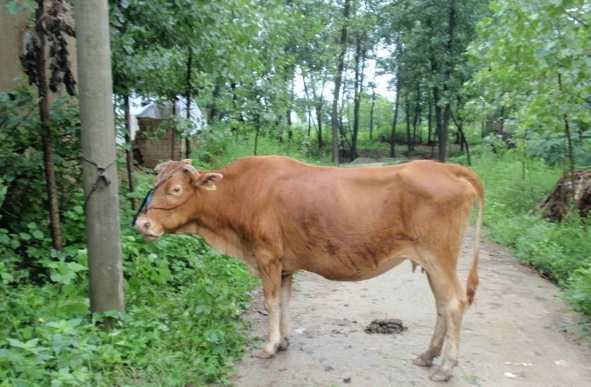 西双版纳最新求一个套医保卡的黄牛是真的吗方法分析(最方便真实的西双版纳求一个套医保卡的黄牛是真的吗还是假的方法)